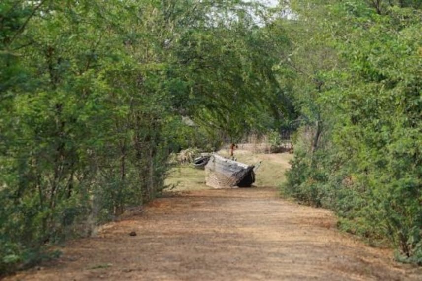 Bichitrapur Mangrove Sanctuary-5